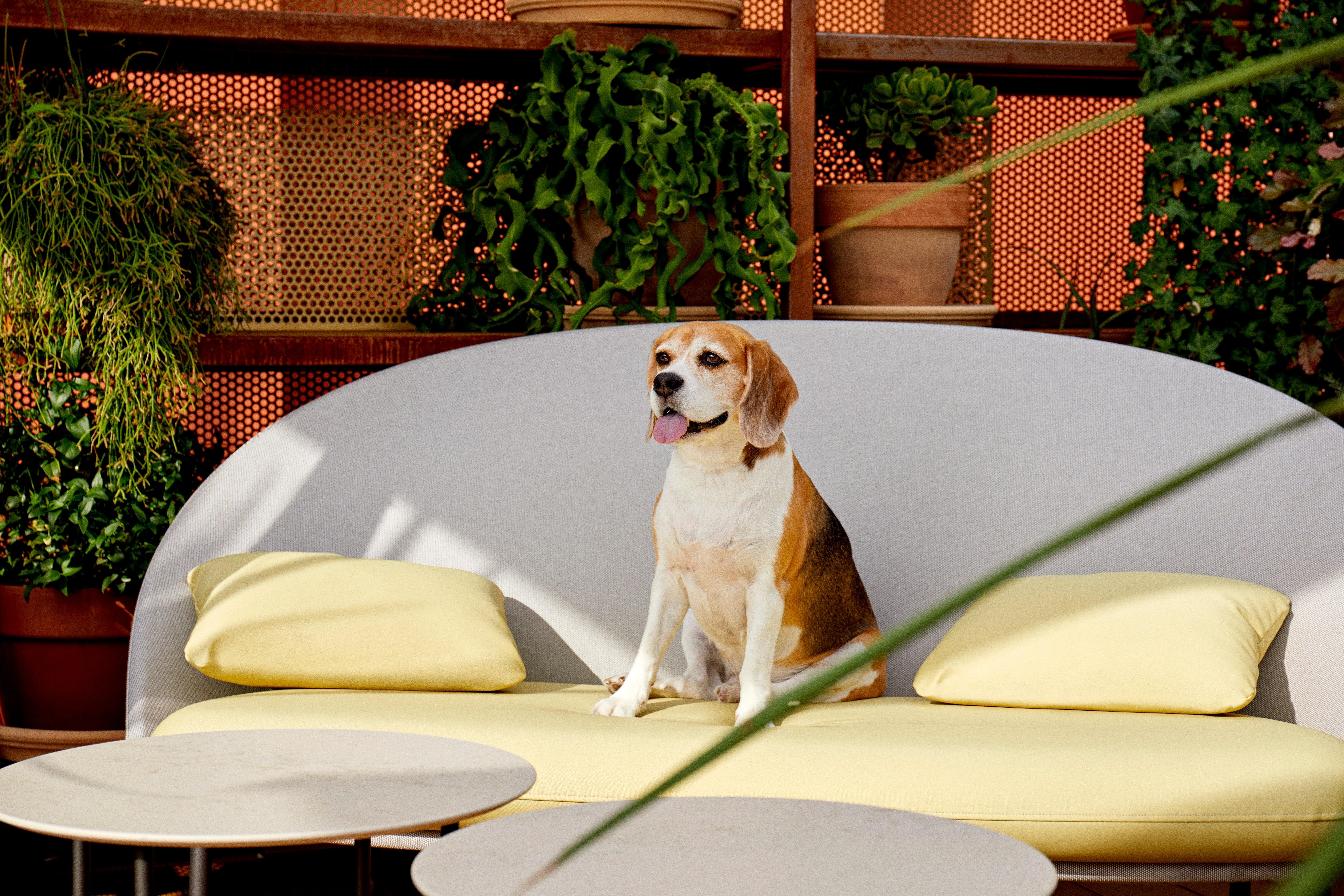 Kimpton Vividora Hotel By Ihg Барселона Екстериор снимка A beagle